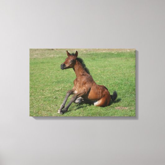 Sitting Arab Foal Canvas Afdruk (Voorkant)