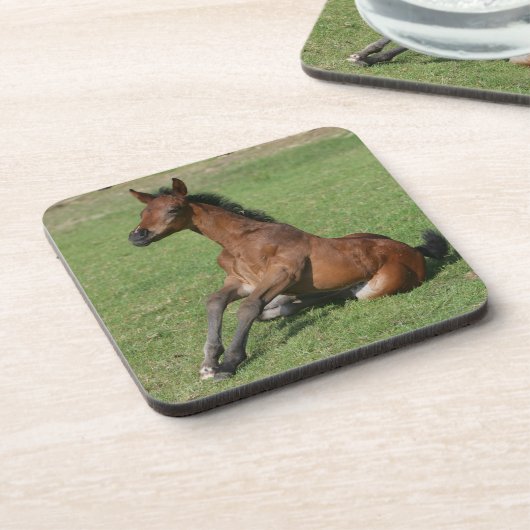 Sitting Arab Foal Drankjes Onderzetter (Linkerzijde)