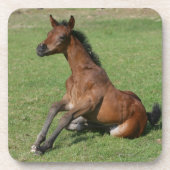 Sitting Arab Foal Drankjes Onderzetter (Voorkant)