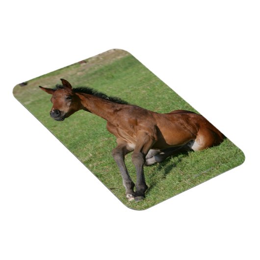 Sitting Arab Foal Magneet (Rechterzijde)