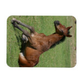 Sitting Arab Foal Magneet (Horizontaal)