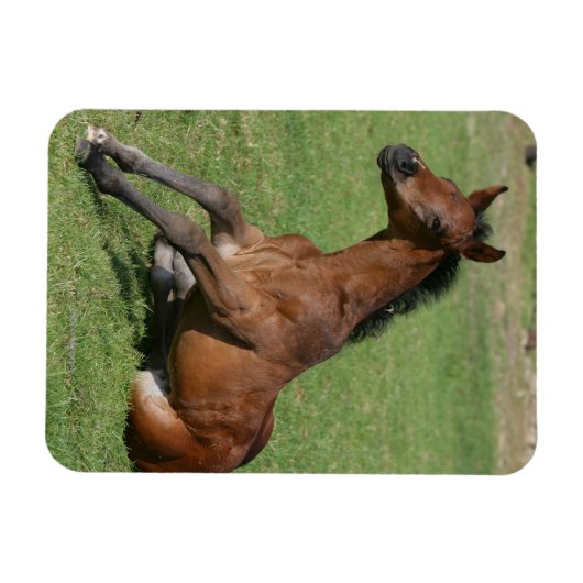 Sitting Arab Foal Magneet (Horizontaal)