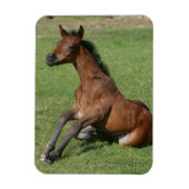 Sitting Arab Foal Magneet (Verticaal)