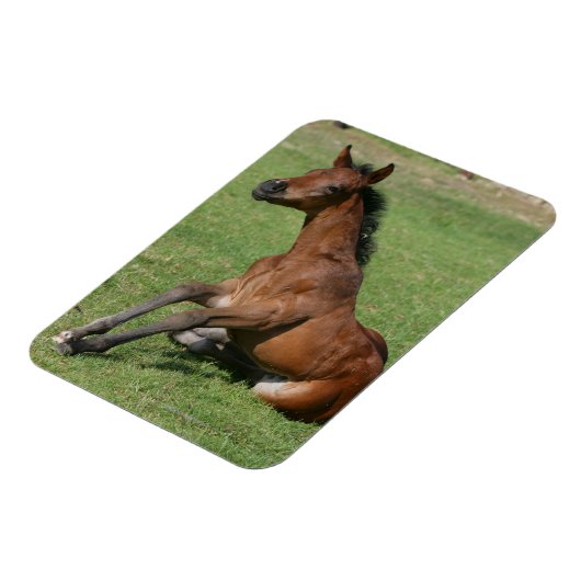 Sitting Arab Foal Magneet (Linkerzijde)