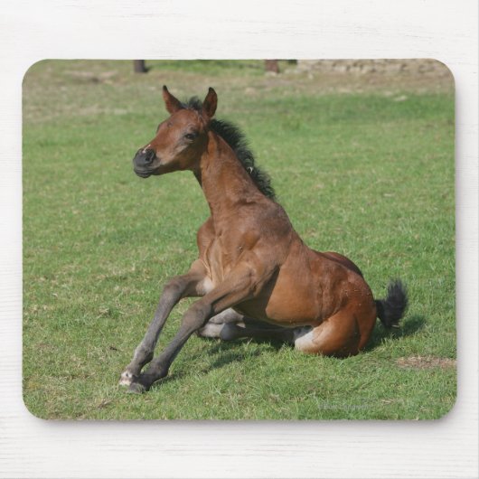 Sitting Arab Foal Muismat (Voorkant)