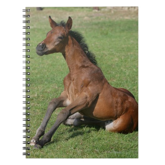 Sitting Arab Foal Notitieboek (Voorkant)