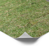 Sitting Arab Foal Poster (Hoek)