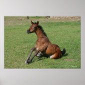 Sitting Arab Foal Poster (Voorkant)