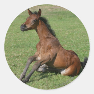 Sitting Arab Foal Ronde Sticker