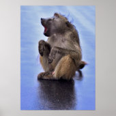 Sitting Baboon Poster (Voorkant)