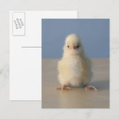 Sitting Baby Yellow Chicken, 3 dagen oud Briefkaart (Voorkant / Achterkant)