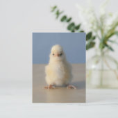 Sitting Baby Yellow Chicken, 3 dagen oud Briefkaart (Staand voorkant)