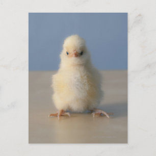 Sitting Baby Yellow Chicken, 3 dagen oud Briefkaart