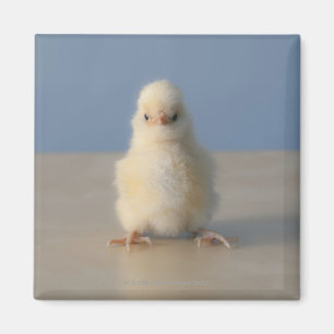 Sitting Baby Yellow Chicken, 3 dagen oud Magneet
