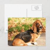 Sitting Basset Hound Briefkaart (Voorkant / Achterkant)
