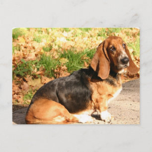 Sitting Basset Hound Briefkaart
