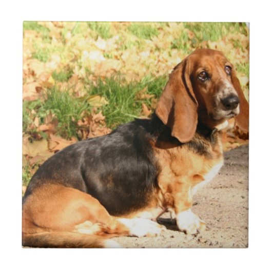 Sitting Basset Hound Tile Tegeltje (Voorkant)