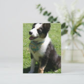 Sitting Border Collie Briefkaart (Staand voorkant)