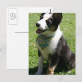 Sitting Border Collie Briefkaart (Voorkant / Achterkant)