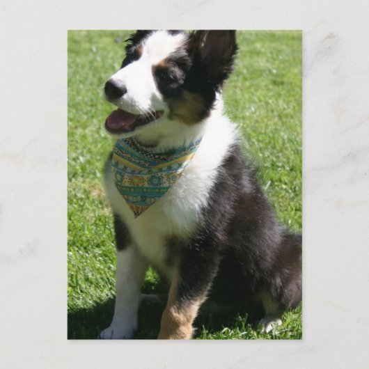 Sitting Border Collie Briefkaart (Voorkant)