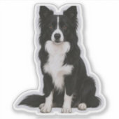 Sitting Border Collie Sticker (Voorkant)