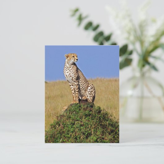Sitting Cheetah Briefkaart (Staand voorkant)
