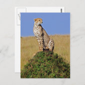 Sitting Cheetah Briefkaart (Voorkant / Achterkant)