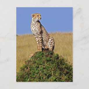 Sitting Cheetah Briefkaart