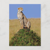Sitting Cheetah Briefkaart (Voorkant)