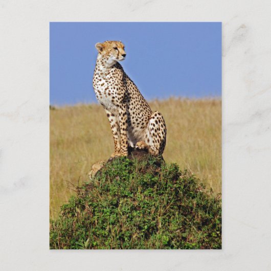 Sitting Cheetah Briefkaart (Voorkant)