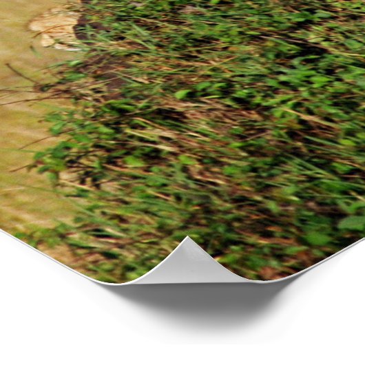 Sitting Cheetah Poster (Hoek)