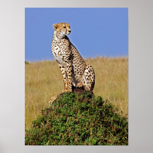 Sitting Cheetah Poster (Voorkant)