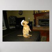 Sitting  Dachshund Framed Poster (Voorkant)