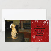 Sitting  Dachshund-kerstfotokaart Feestdagenkaart (Voorkant / Achterkant)