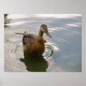 Sitting Duck Print (Voorkant)