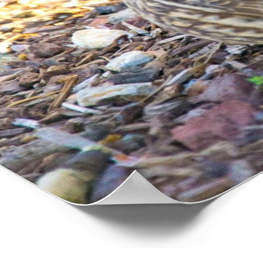 Sitting Ducks - Poster (Hoek)