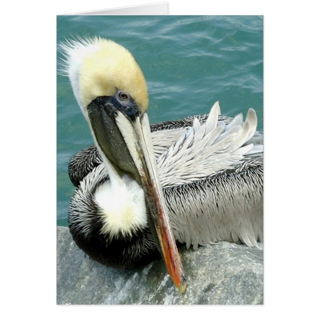 Sitting Pelican (Voorkant)
