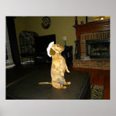 Sitting Poster Dachshund (Voorkant)