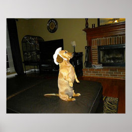 Sitting  Poster Dachshund