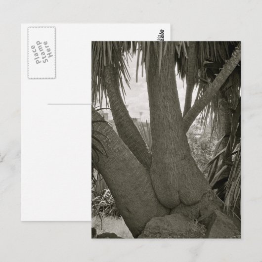 Sitting Tree Briefkaart (Voorkant / Achterkant)