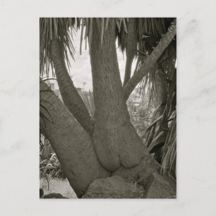 Sitting Tree Briefkaart