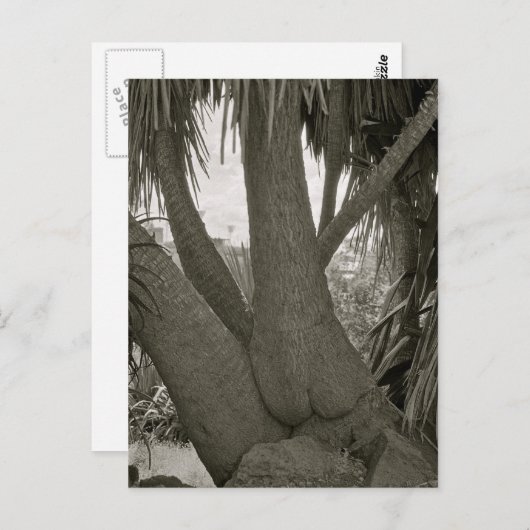 Sitting Tree Briefkaart (Voorkant / Achterkant)