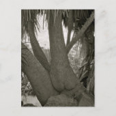 Sitting Tree Briefkaart (Voorkant)