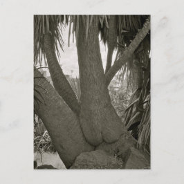 Sitting Tree Briefkaart