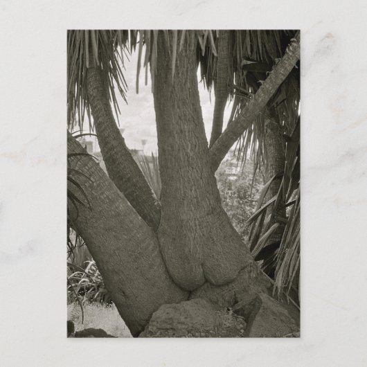 Sitting Tree Briefkaart (Voorkant)