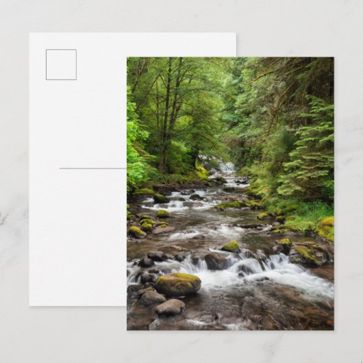 Siuslaw National Forest | Sweet Creek Briefkaart (Voorkant / Achterkant)
