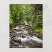 Siuslaw National Forest | Sweet Creek Briefkaart (Voorkant)