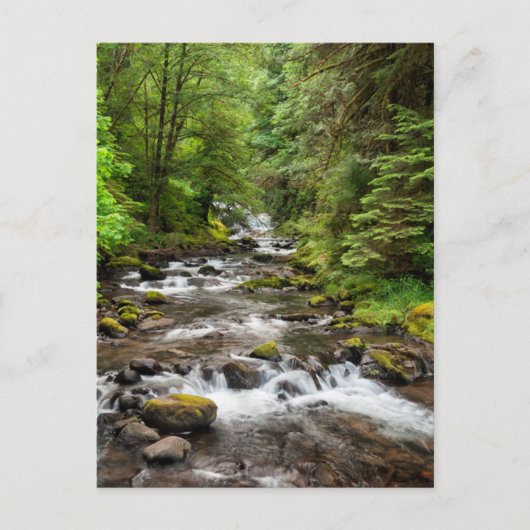 Siuslaw National Forest | Sweet Creek Briefkaart (Voorkant)