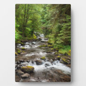 Siuslaw National Forest | Sweet Creek Fotoplaat (voorkant)