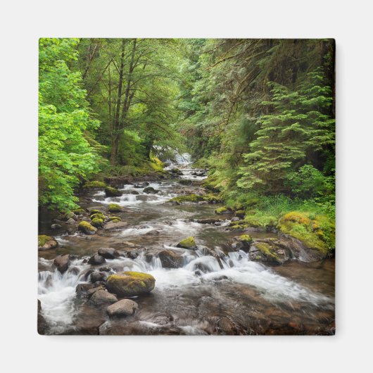 Siuslaw National Forest | Sweet Creek Magneet (Voorkant)